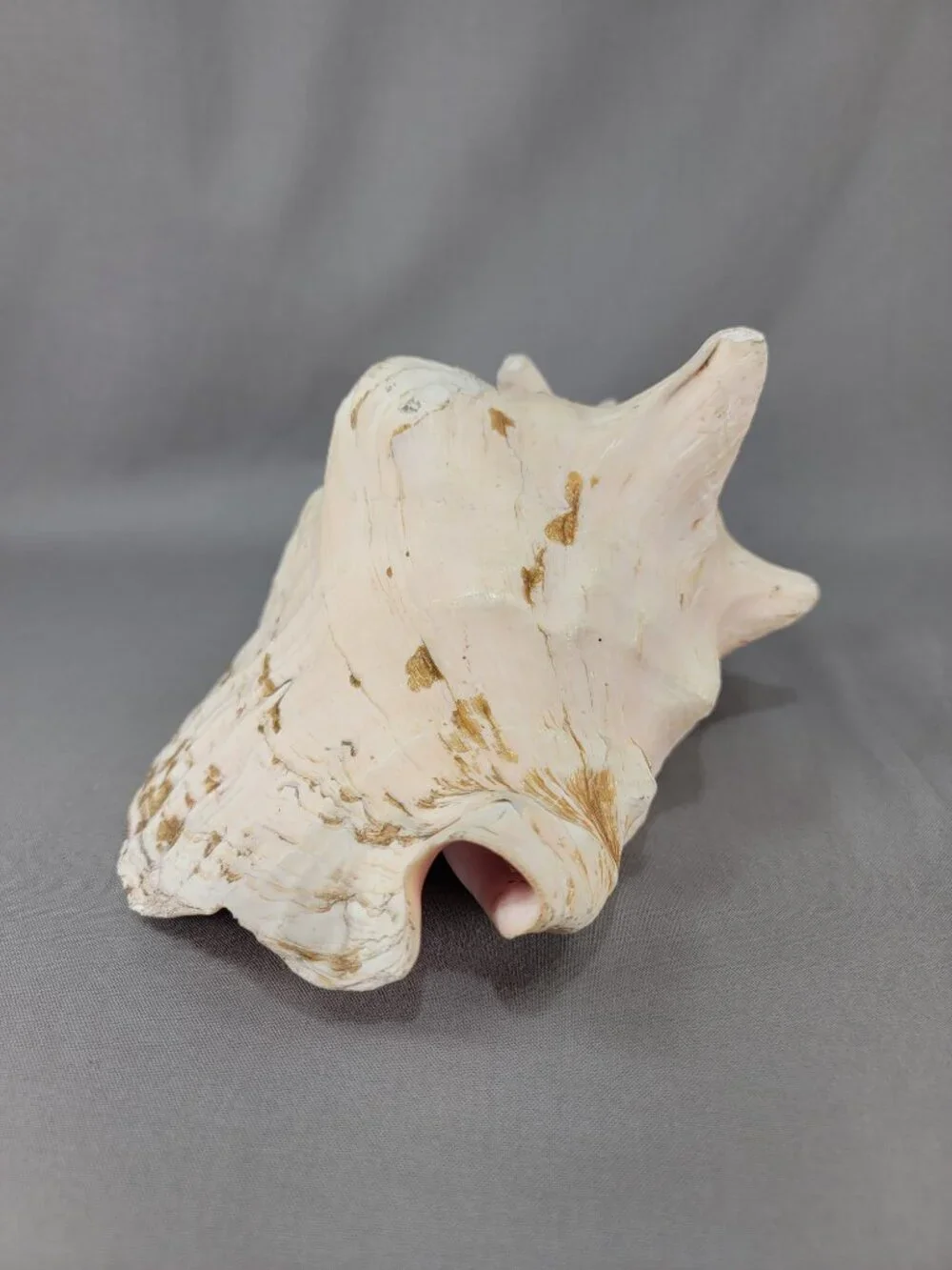 Vtg Natural Conch Seashell Shell Beach Nautical Home Decor Weathered Etched
